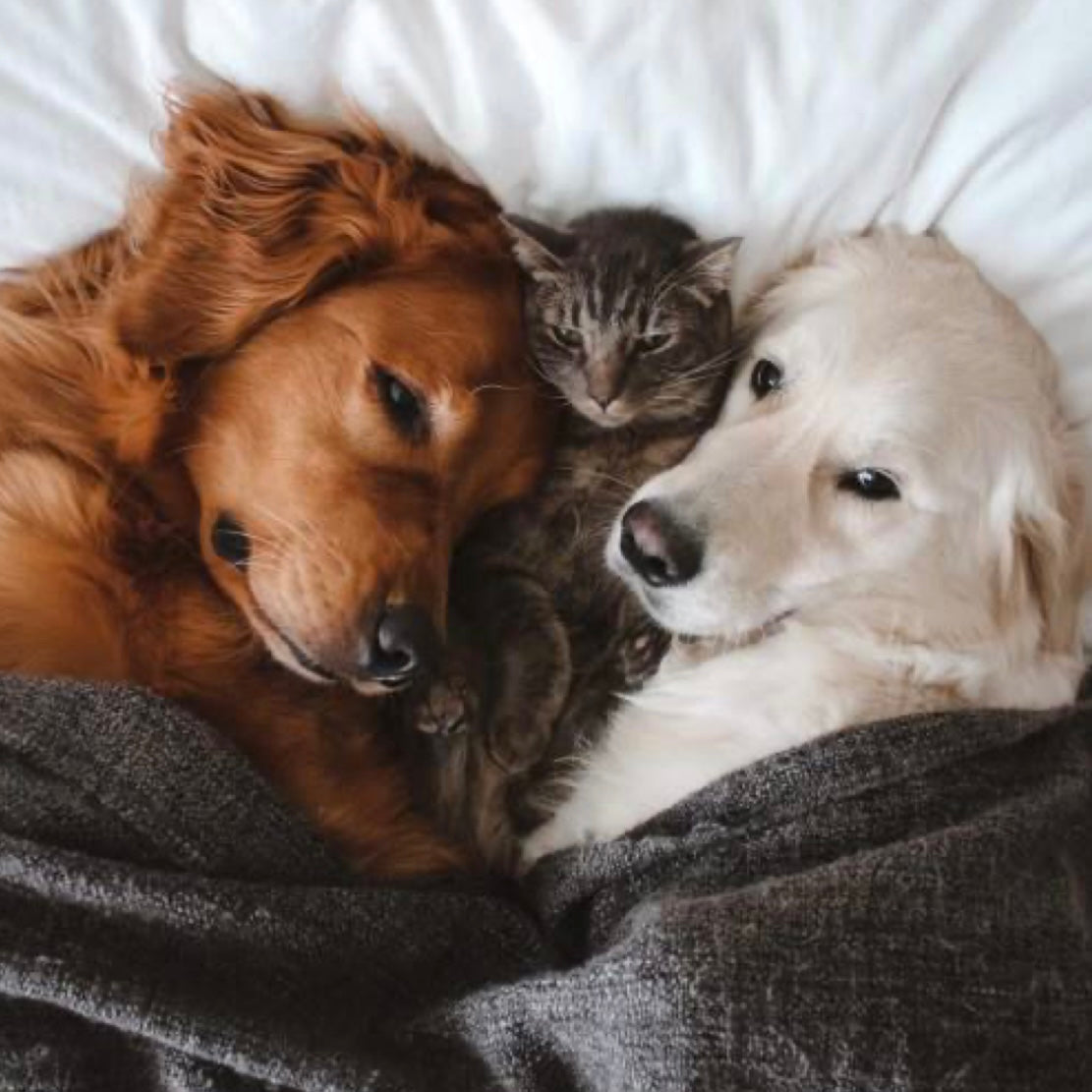 Animaux