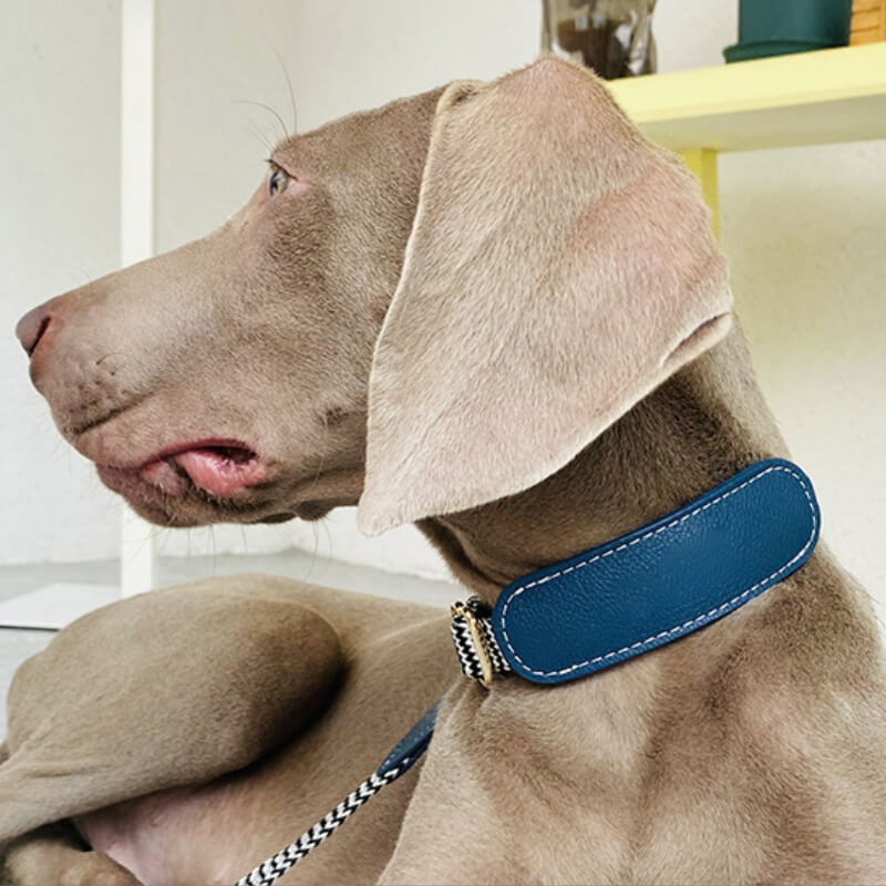 Collier pour Chien avec Imprimé Zèbre et Protège-Cou Set de Promenade
