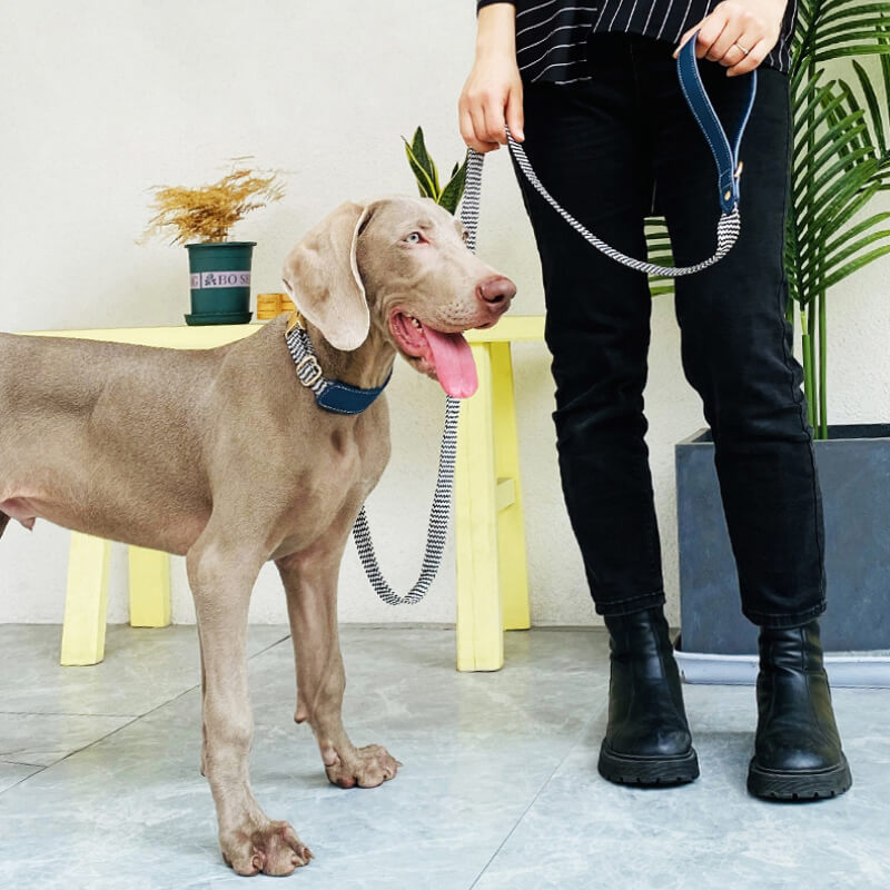 Collier pour Chien avec Imprimé Zèbre et Protège-Cou Set de Promenade