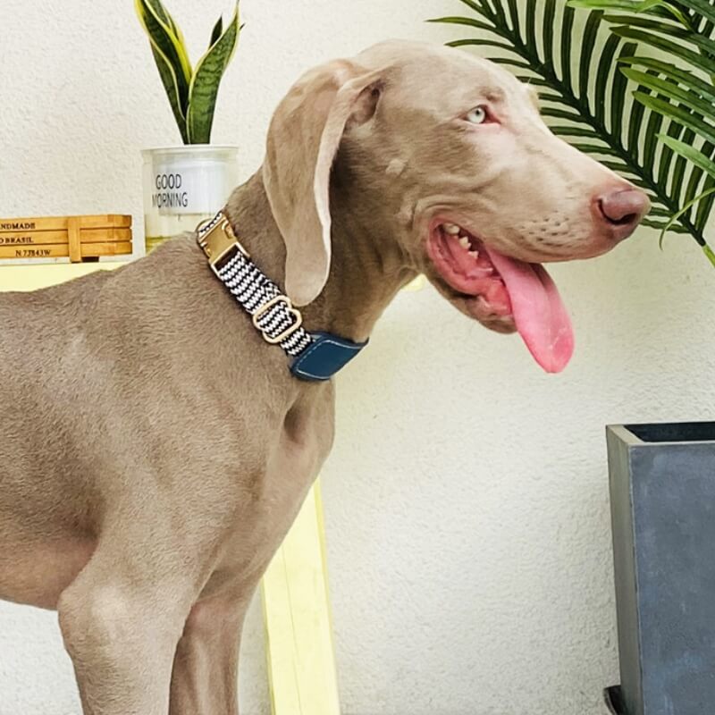 Collier pour Chien avec Imprimé Zèbre et Protège-Cou Set de Promenade