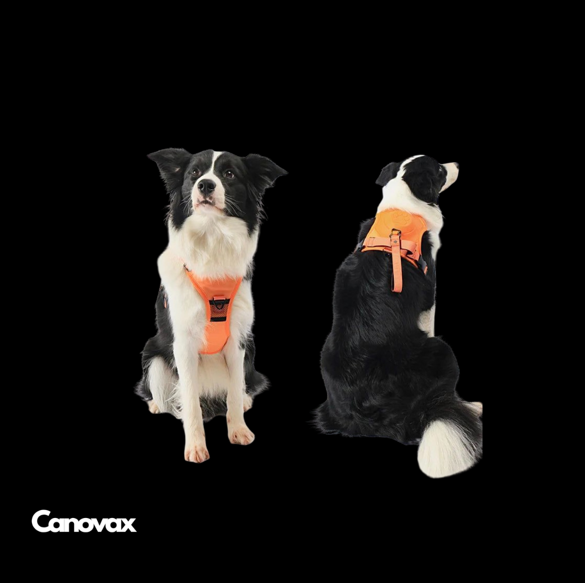 Easy Harnais Canovax