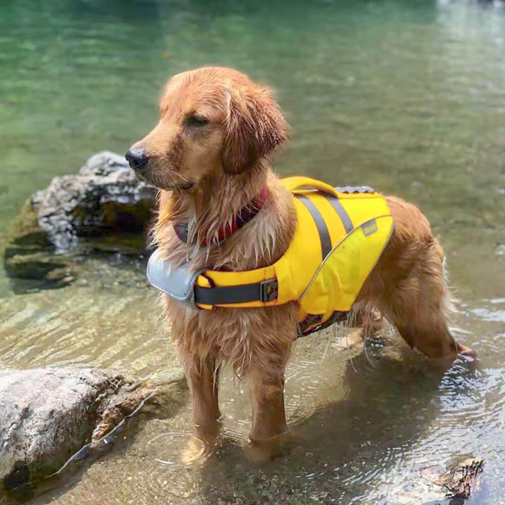 Gilet de sauvetage pour chien - Maître-nageur