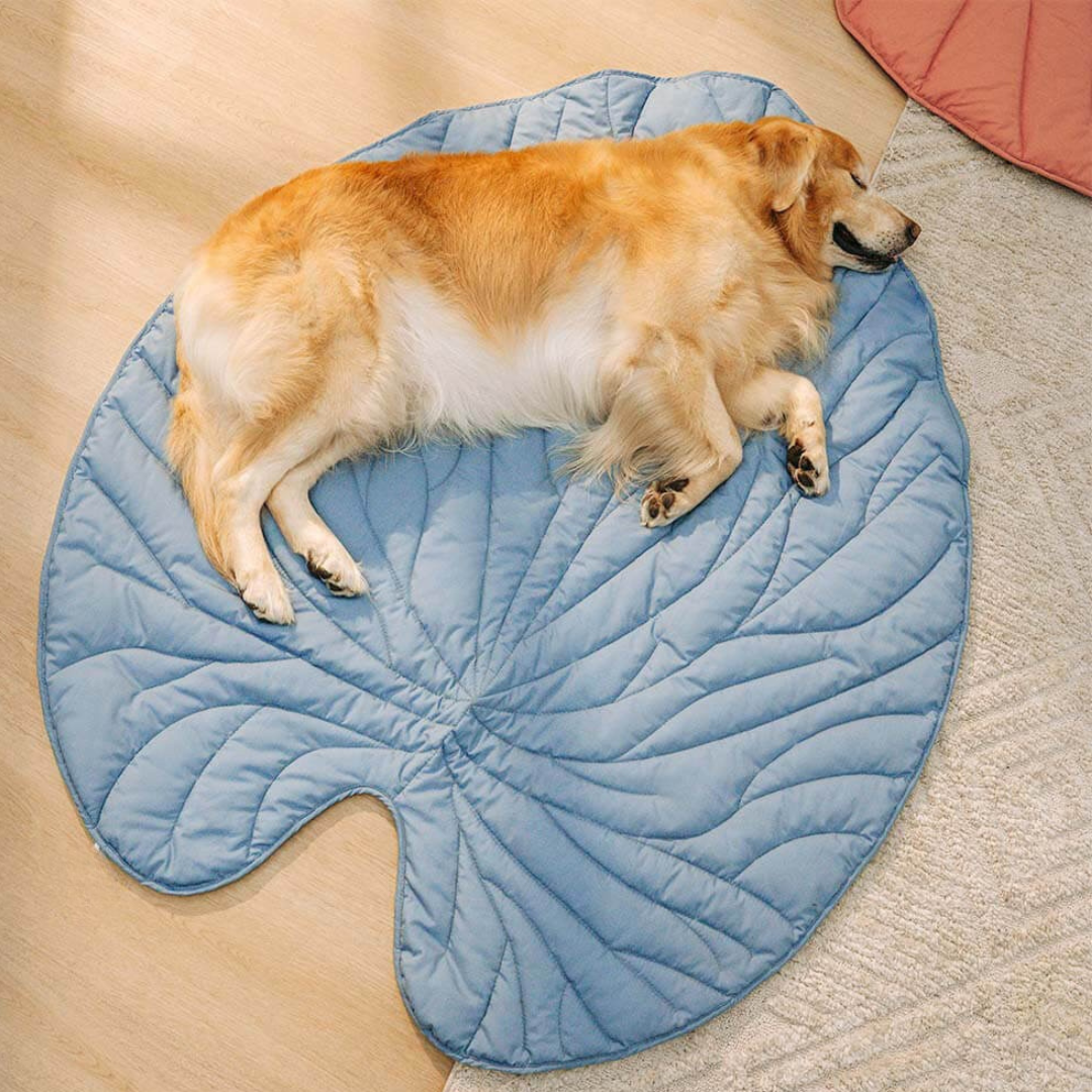 Couverture pour Chien en Forme de Feuille