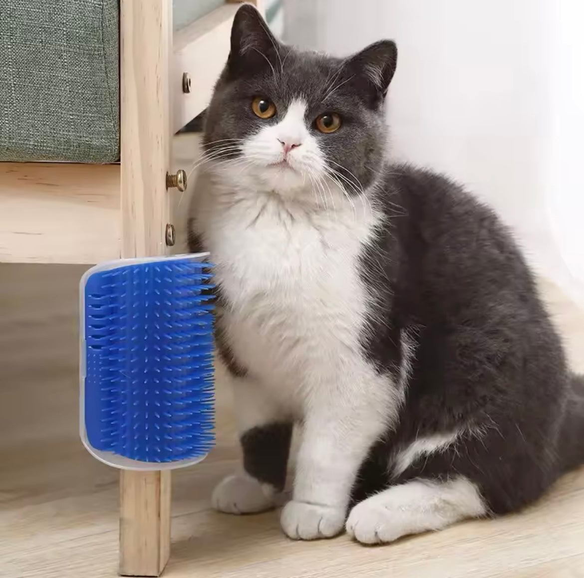 Cat Brush canovax