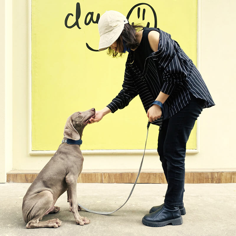 Collier pour Chien avec Imprimé Zèbre et Protège-Cou Set de Promenade