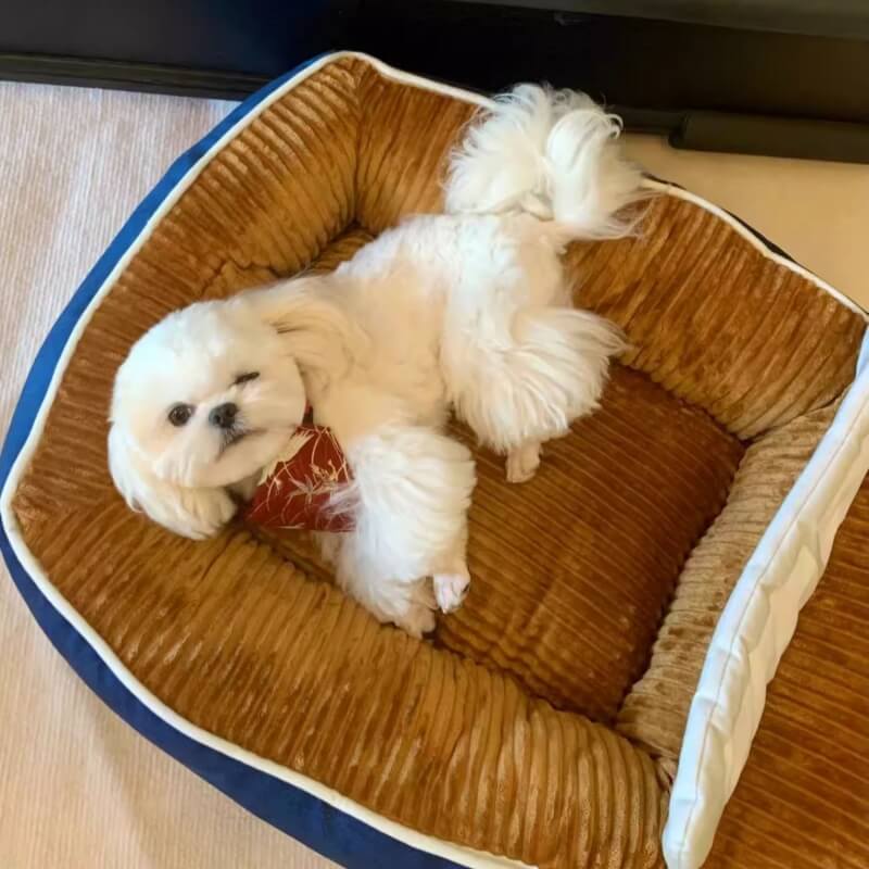 Lit  de Type Bateau Grand Espace Confortable pour Chien & Chat